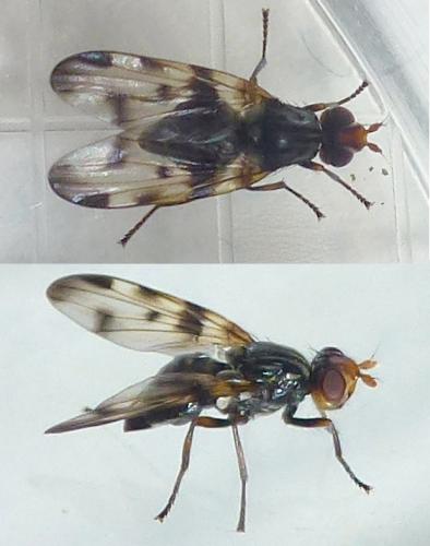 Otites porcus