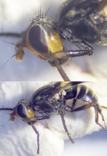 Otites porcus