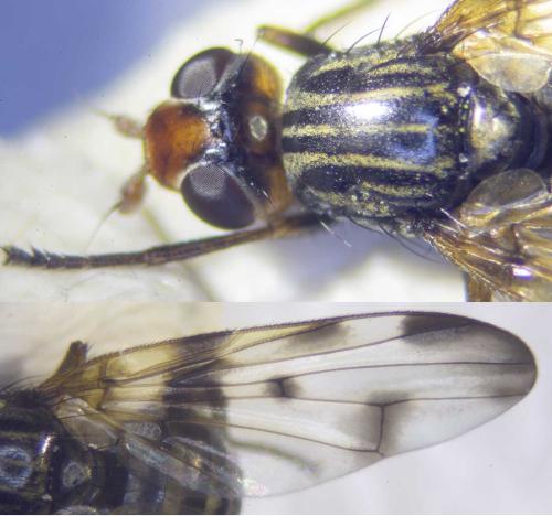 Otites porcus