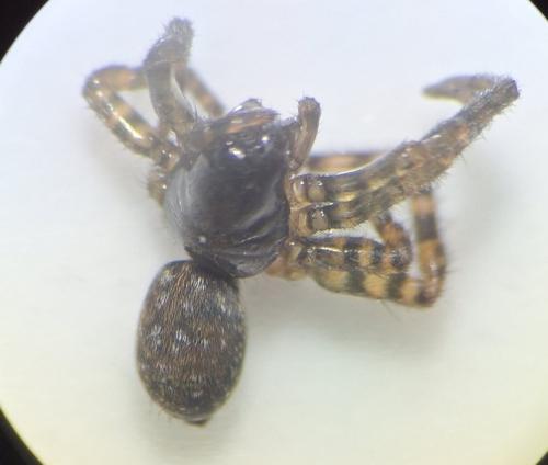 Arctosa leopardus