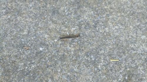 Malacosoma neustria