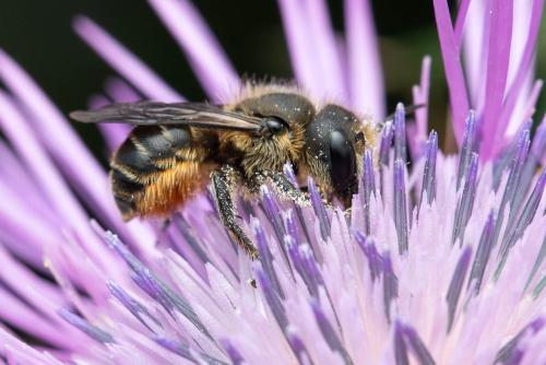 Réf. 342 975 : Osmia sp.