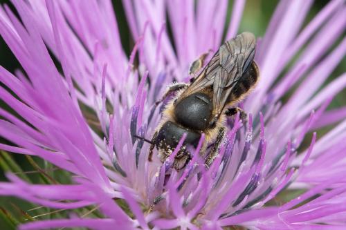 Réf. 342 974 : Osmia sp.
