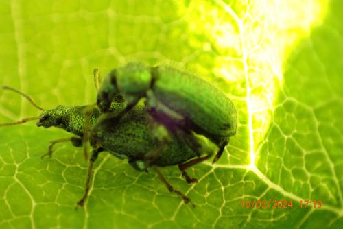 Réf. 342 416 : Phyllobius sp.