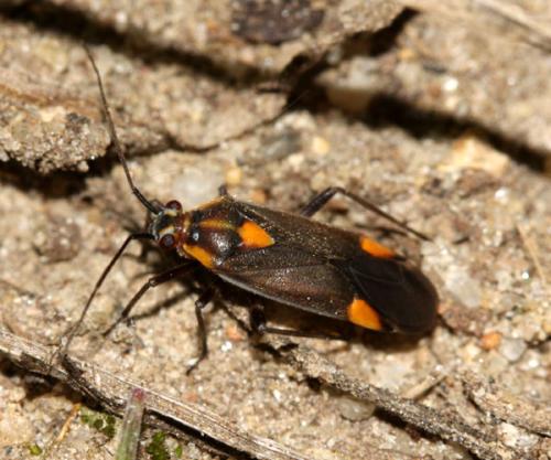Réf. 342 008 : Capsodes flavomarginatus