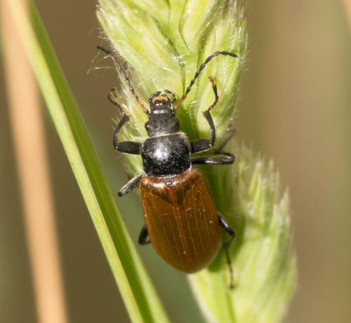 Réf. 342 105 : Megischia curvipes