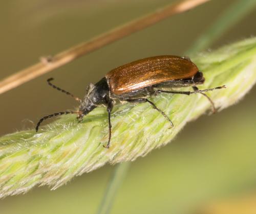 Réf. 342 106 : Megischia curvipes