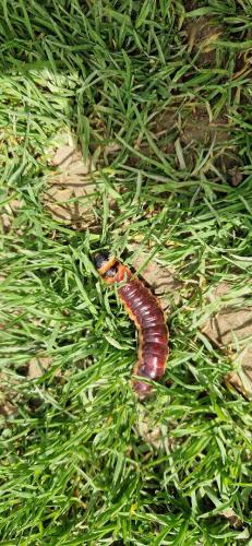 Cossus cossus
