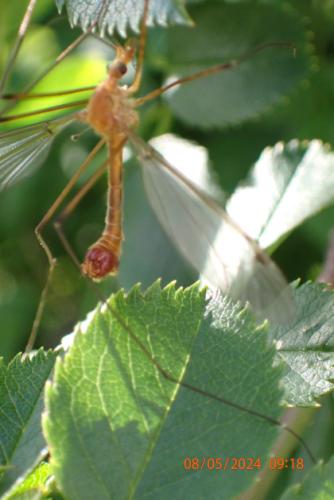 Réf. 342 433 : Tipula sp.