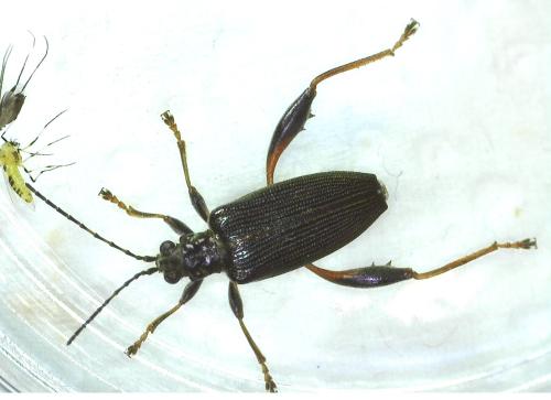 Réf. 342 546 : Donacia crassipes