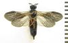 342513 – Photo : Alexander Boldyrev – Russie