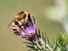342709 – Photo : Danièle Tixier-Inrep – France (30)