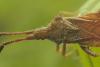 342139 – Photo : Patrice skrzynski – France (72)