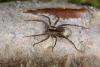 Pardosa sp.