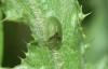 342298 – Photo : Numayta – France (68)