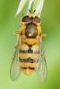 342800 – Photo : Franck Pion – France (78)