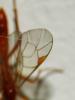 342924 – Photo : Etienne G – France (35)