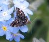 342778 – Photo : Philippe Fourtier – France (38)