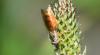 342874 – Photo : Numayta – France (68)