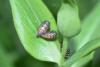 342405 – Photo : Numayta – France (68)