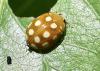 342664 – Photo : Michel Mathieu – France (50)