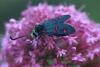342385 – Photo : Philippe Fourtier – France (06)