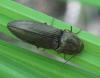 342386 – Photo : Axel Dehalleux – France (77)