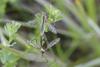 342772 – Photo : Marc Solari – France (68)