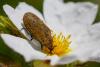 342230 – Photo : BourrinOman – France (83)