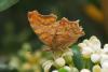 342798 – Photo : BourrinOman – Grèce