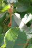 342433 – Photo : vasmer-bermond sébastien – France (74)