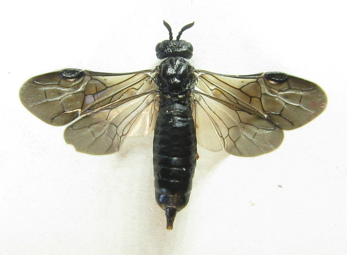 Alexander Boldyrev - Blasticotoma filiceti - réf. 342512 (1152 x 846 pixels, 109 ko)