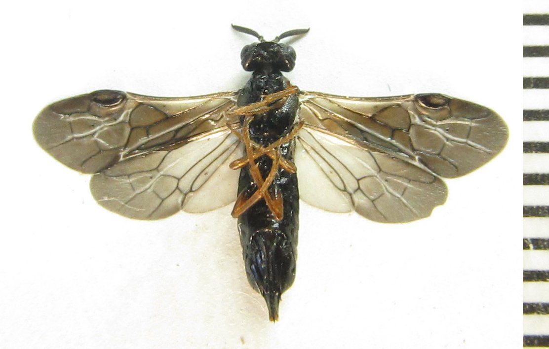 Alexander Boldyrev - Blasticotoma filiceti - réf. 342513 (1112 x 708 pixels, 88 ko)