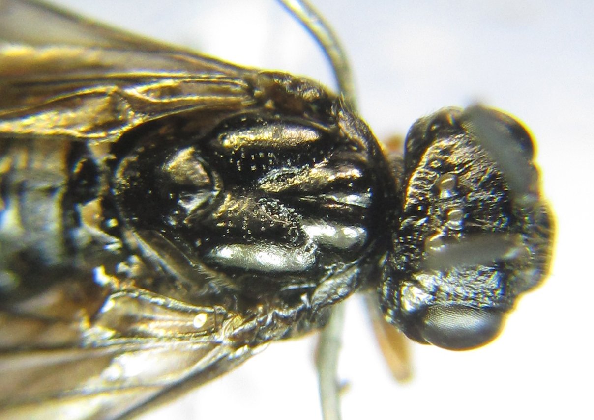 Alexander Boldyrev - Blasticotoma filiceti - réf. 342521 (1208 x 856 pixels, 167 ko)