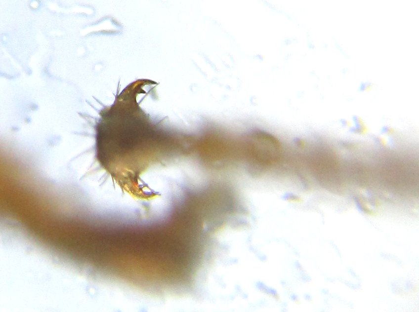 Alexander Boldyrev - Blasticotoma filiceti - réf. 342522 (848 x 632 pixels, 53 ko)