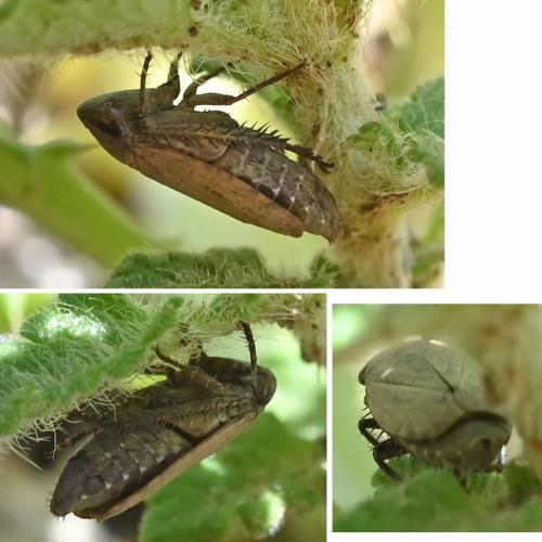 Réf. 343 976 : Aphrodes sp.