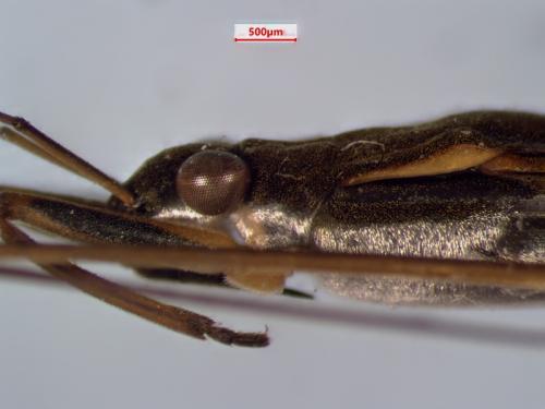 Réf. 343 003 : Gerris insperatus