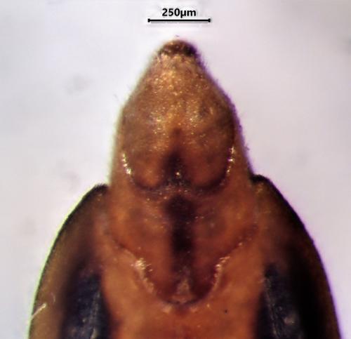 Réf. 343 004 : Gerris insperatus