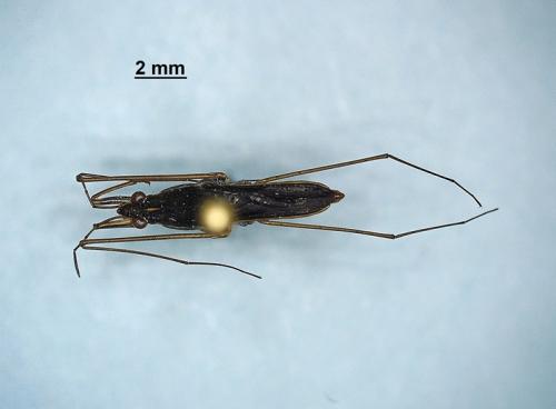 Réf. 343 002 : Gerris insperatus