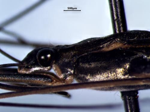 Réf. 343 228 : Gerris insperatus