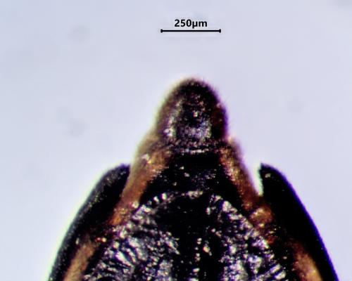 Réf. 343 229 : Gerris insperatus