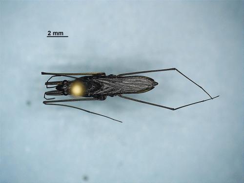 Réf. 343 227 : Gerris insperatus