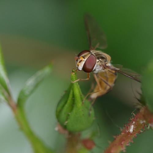Episyrphus balteatus