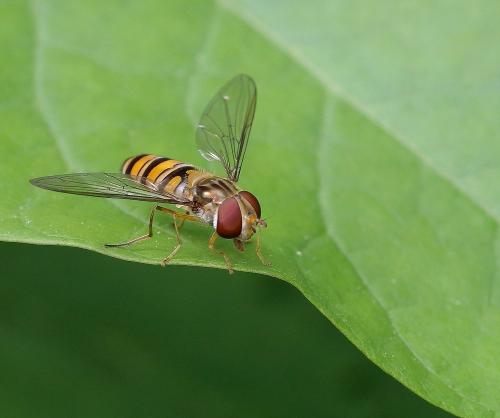 Episyrphus balteatus