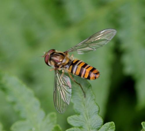 Réf. 343 287 : Episyrphus balteatus