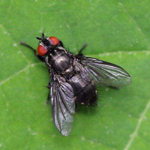 Réf. 343 289 : Nyctia halterata