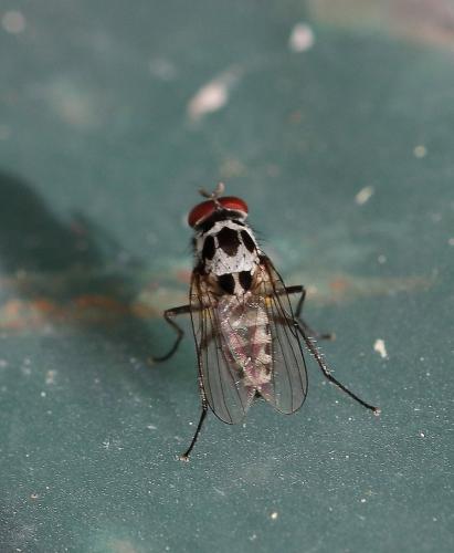 Réf. 343 343 : Anthomyia procellaris