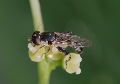 Réf. 343 358 : Syritta pipiens