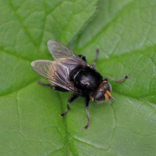 Réf. 343 409 : Merodon equestris