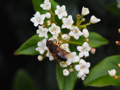 Eristalis similis